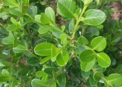 小葉黃楊(瓜子黃楊)