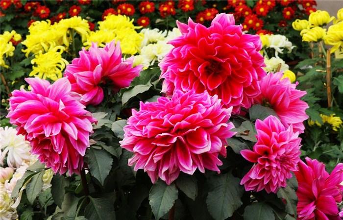大麗花種植方法